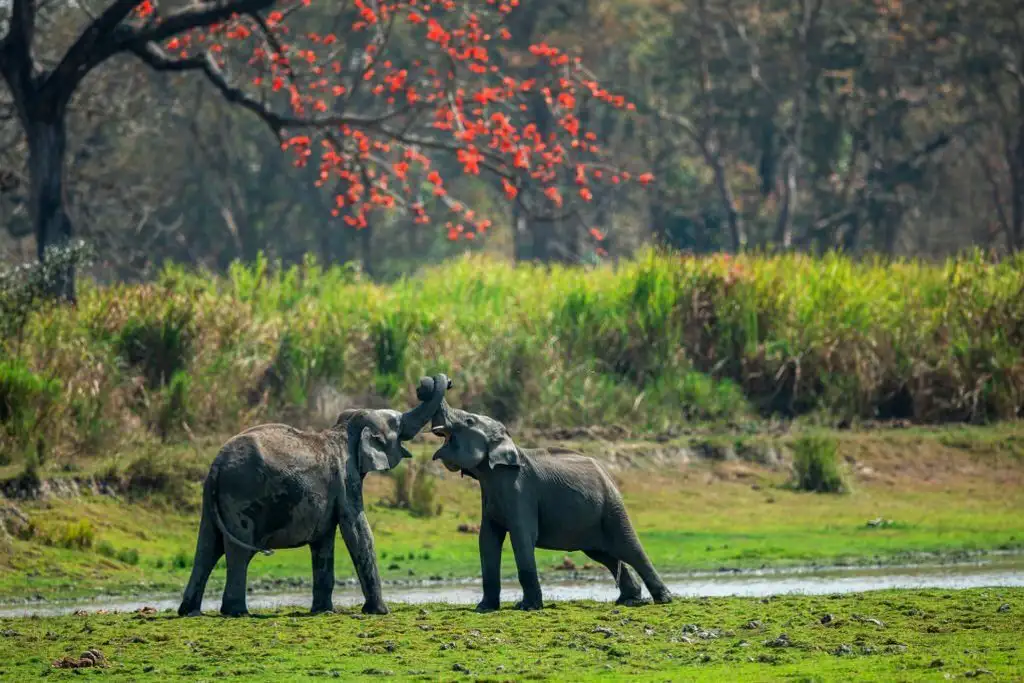 Explore Manas National Park – UNESCO Wildlife Sanctuary