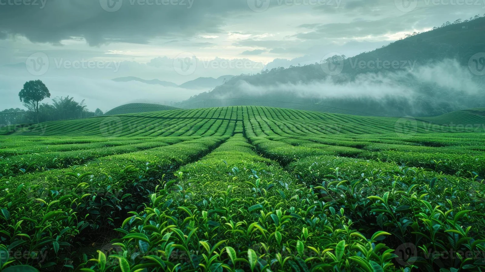 Top Tourist Attractions Covered in This Assam Tour