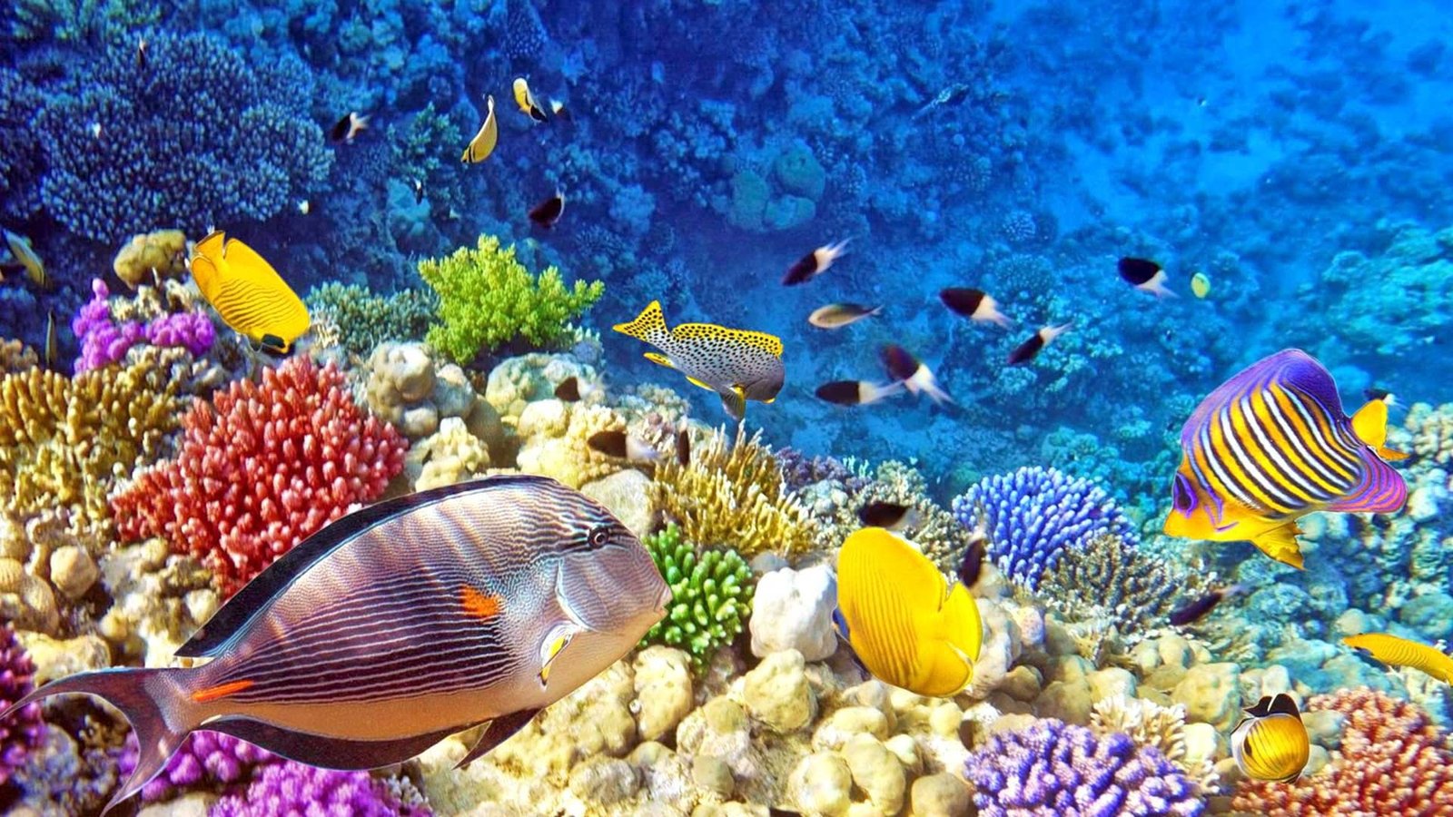 Tour Packages of Raja Ampat Iceland| Raja Ampat Iceland Tour Packages